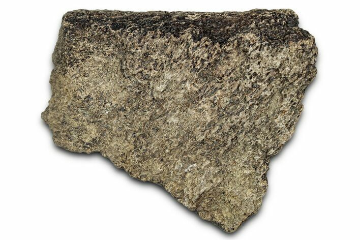 Dinosaur (Triceratops) Frill Shield Section - Montana #338932